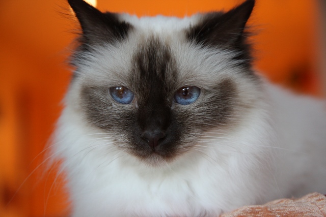 Bella1