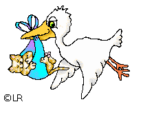 Storch103